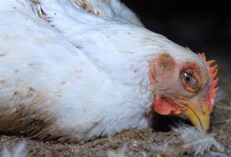 Sick chicken. Things To Know About Sick chicken. 